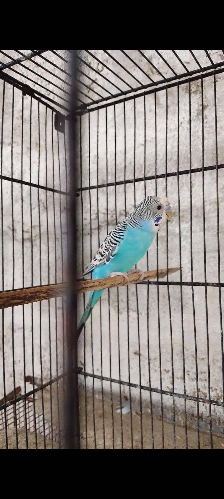 budgie bajri dove 5