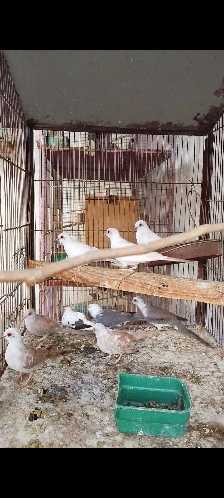 budgie bajri dove 6