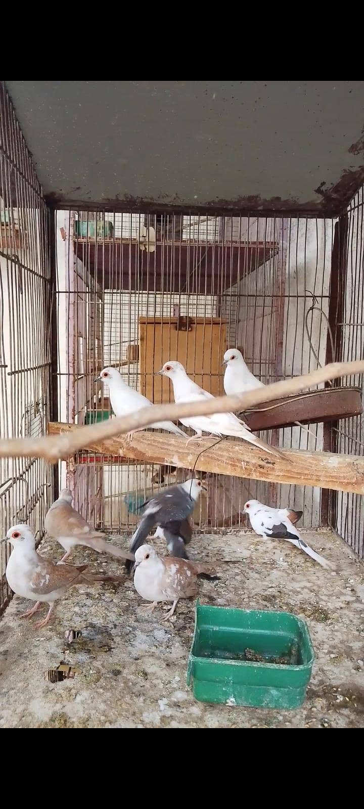 budgie bajri dove 7