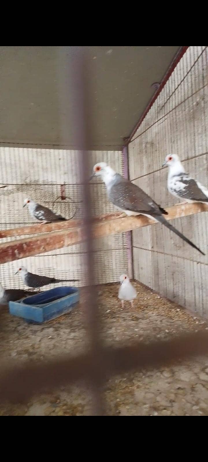 budgie bajri dove 8