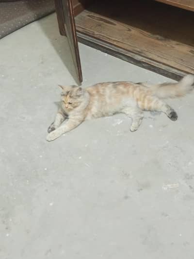 Persian female cat