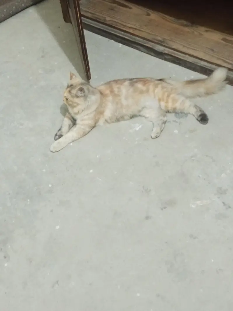 Persian female cat — photo 2