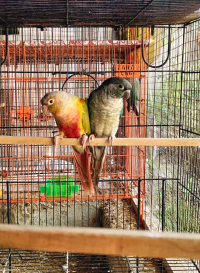 Bluetorquise Conure Female pairs with Pineapple/SplitTorquise For Sale