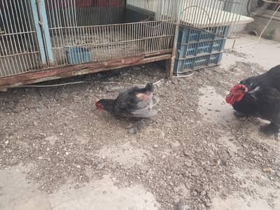 bantum male age 3month and 7month breeder