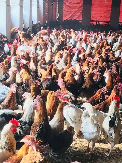 misri Hen 0