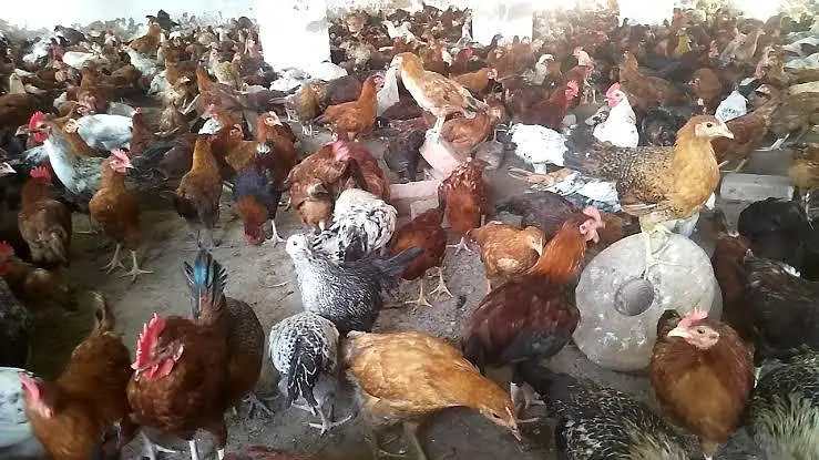 misri Hen — photo 2