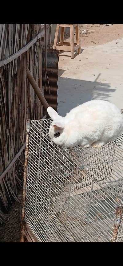 Supreme Quality Hotot dward breeder female