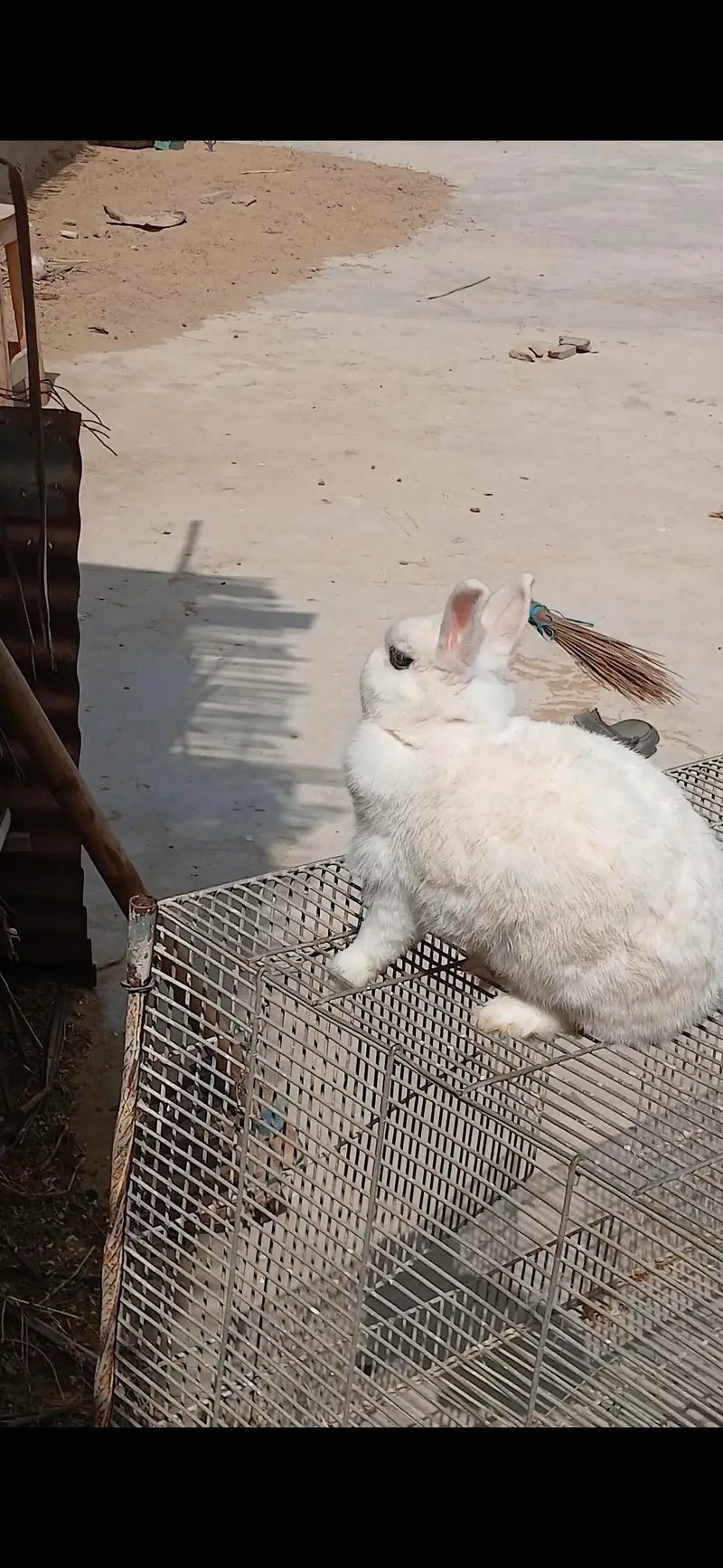 Supreme Quality Hotot dward breeder female — photo 2