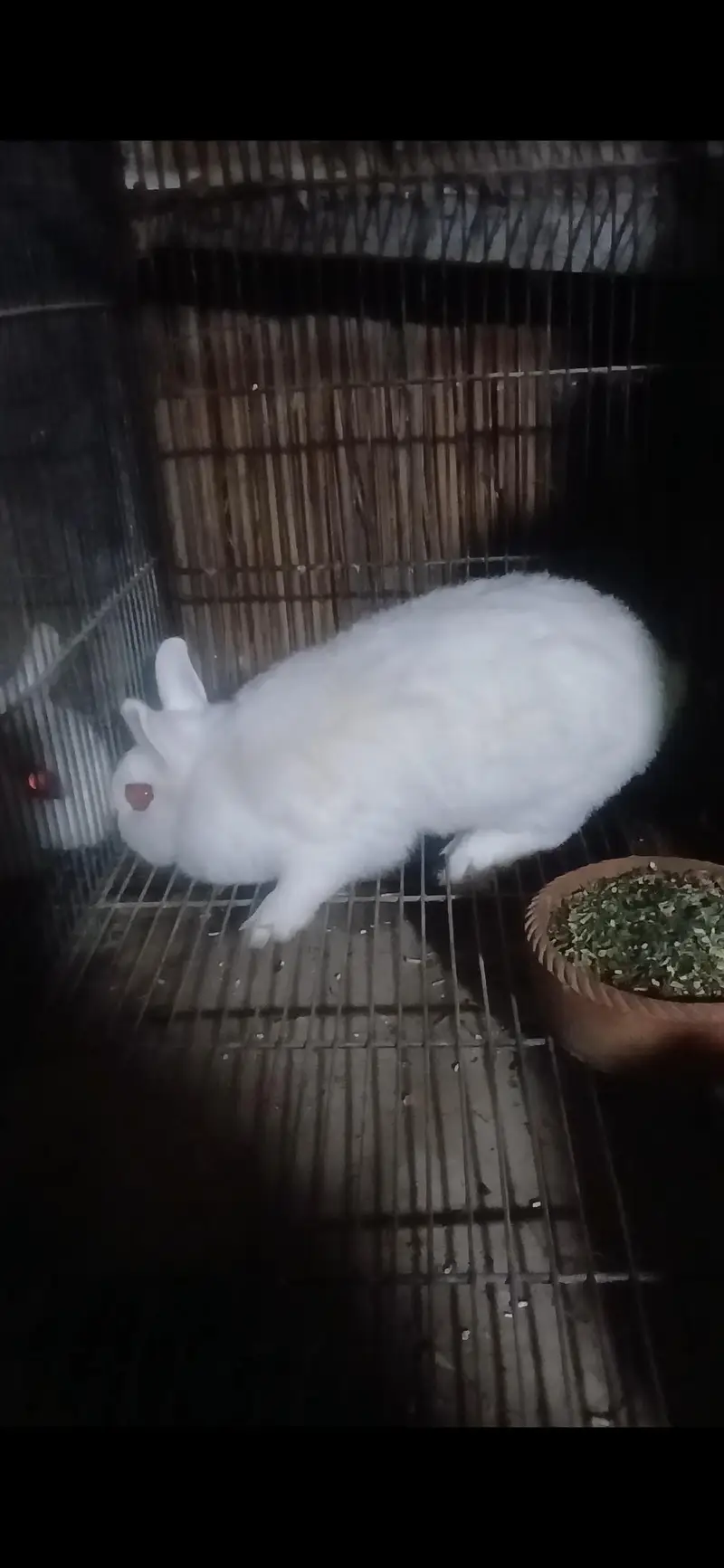 Supreme Quality Hotot dward breeder female — photo 3