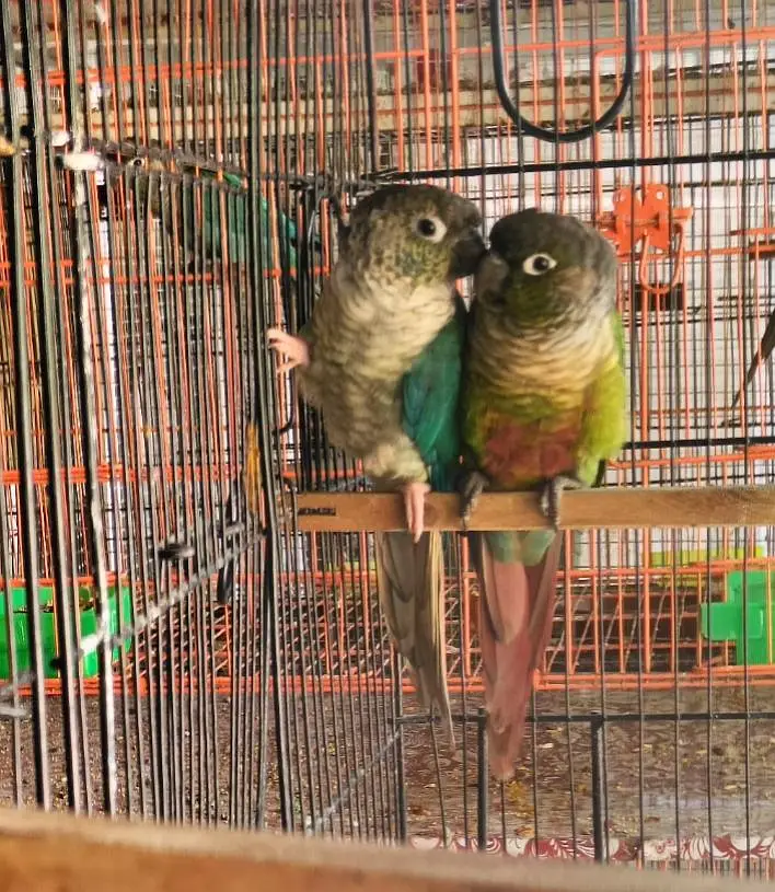 Bluetorquise Conure Female pairs with Pineapple/SplitTorquise For Sale — photo 2