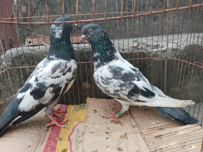 Breeder pair 0