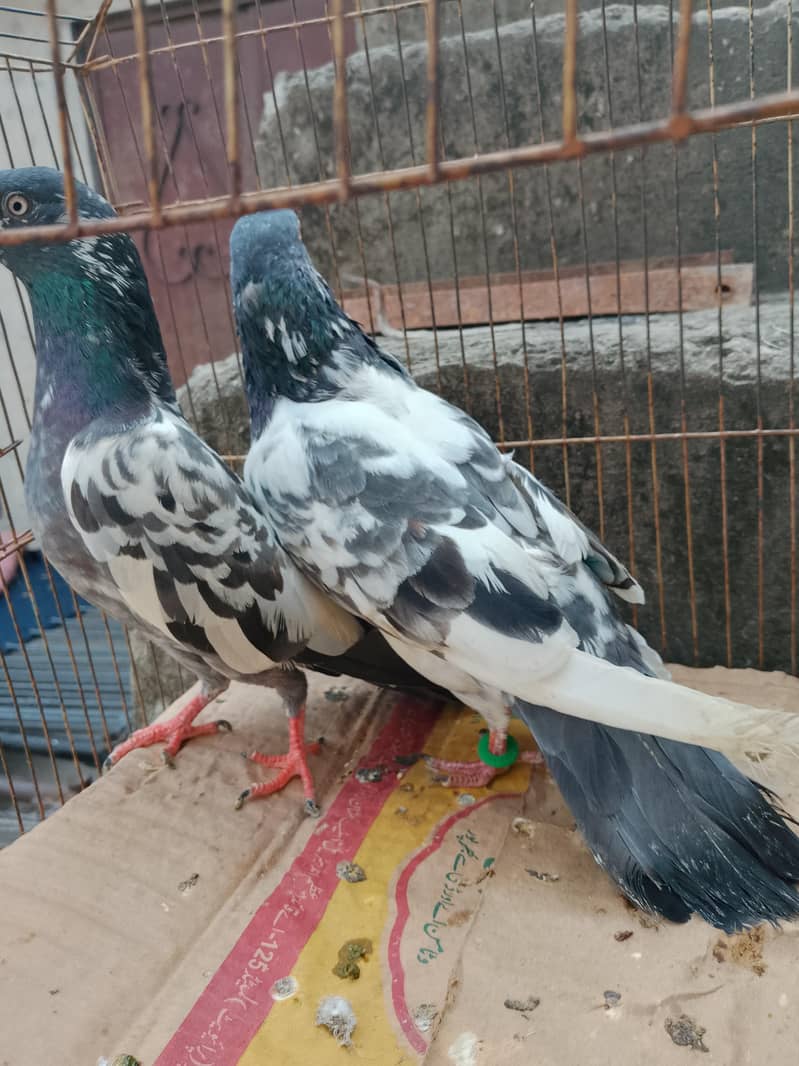 Breeder pair 1