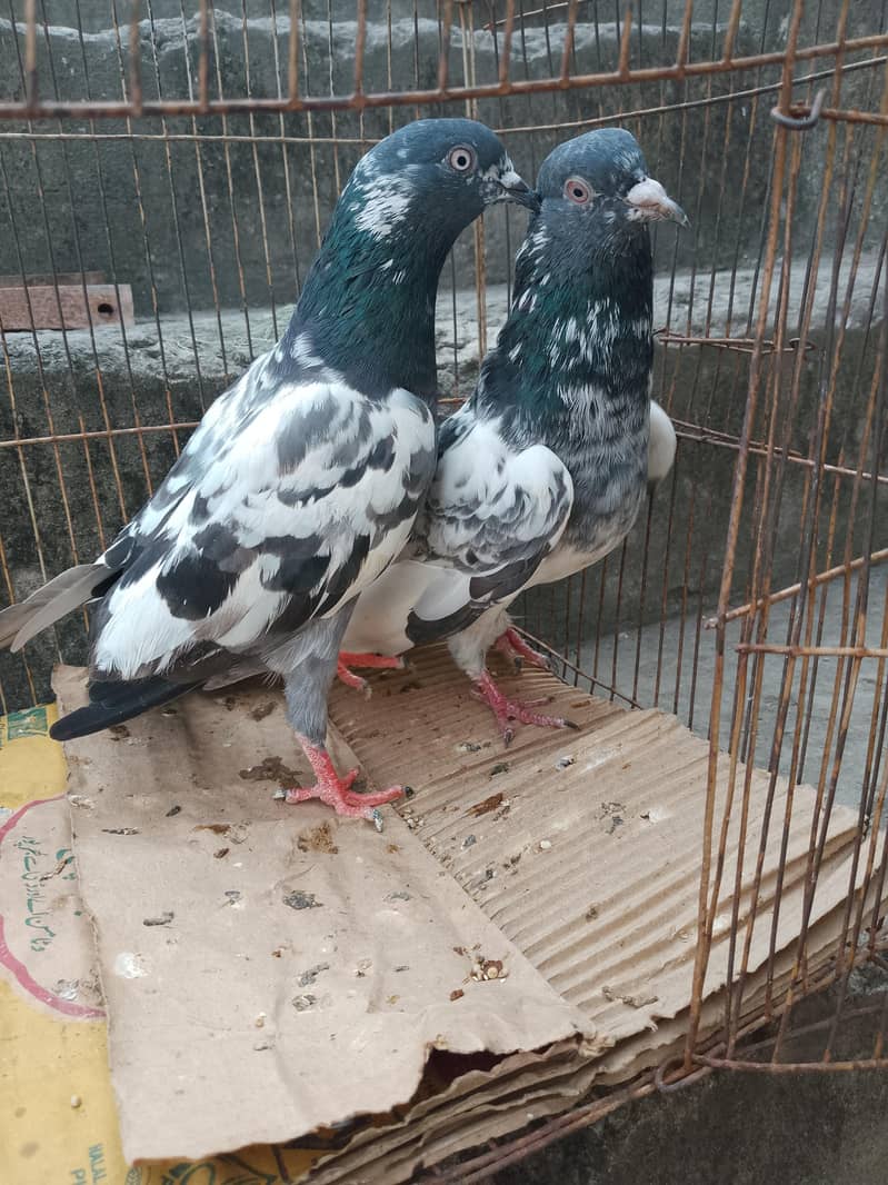 Breeder pair 2