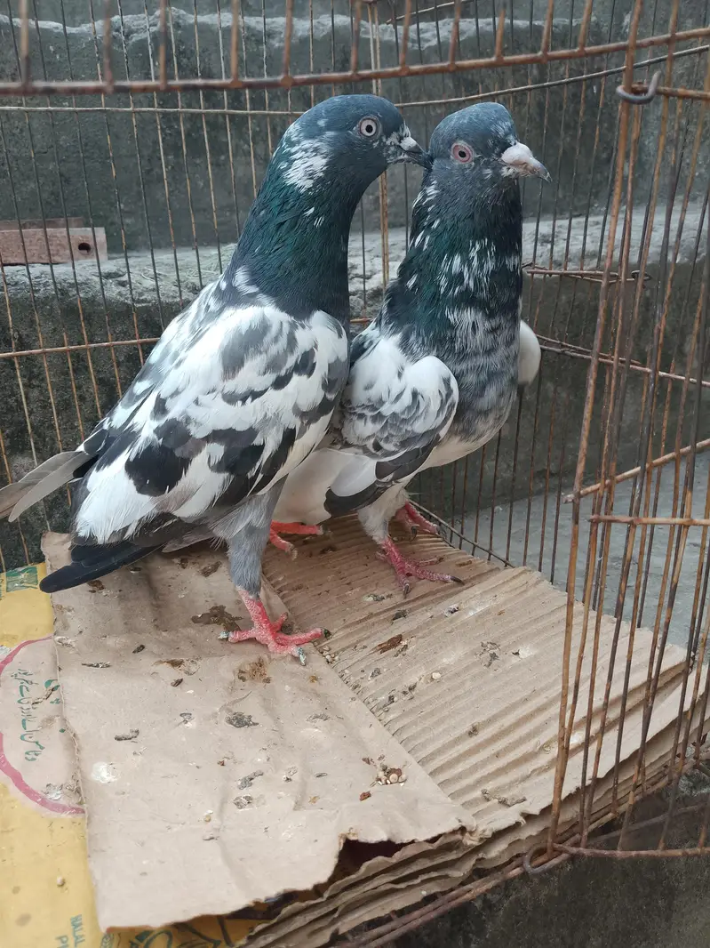 Breeder pair — photo 3