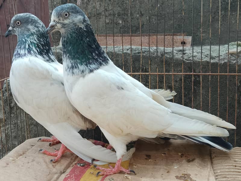 Breeder pair 3