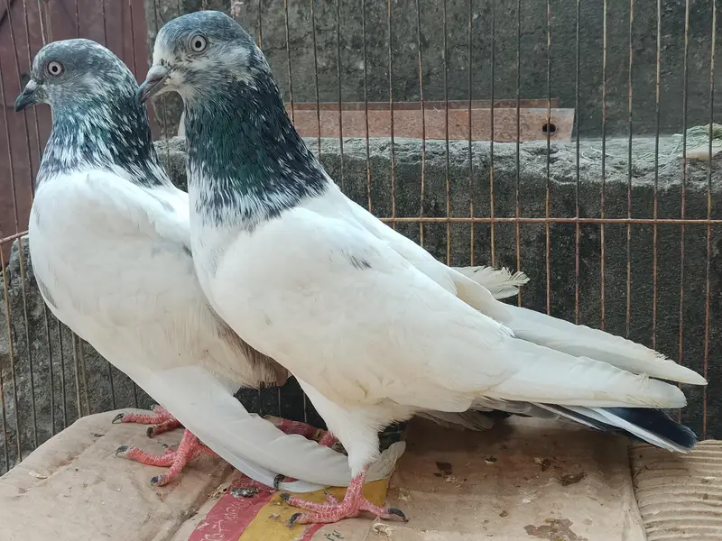 Breeder pair — photo 4