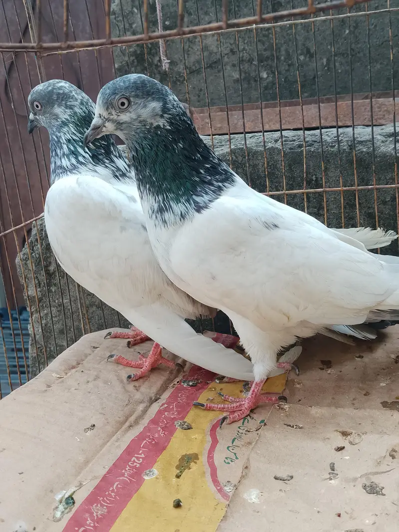Breeder pair — photo 5