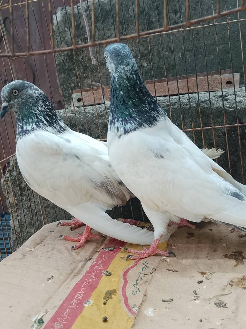 Breeder pair 5