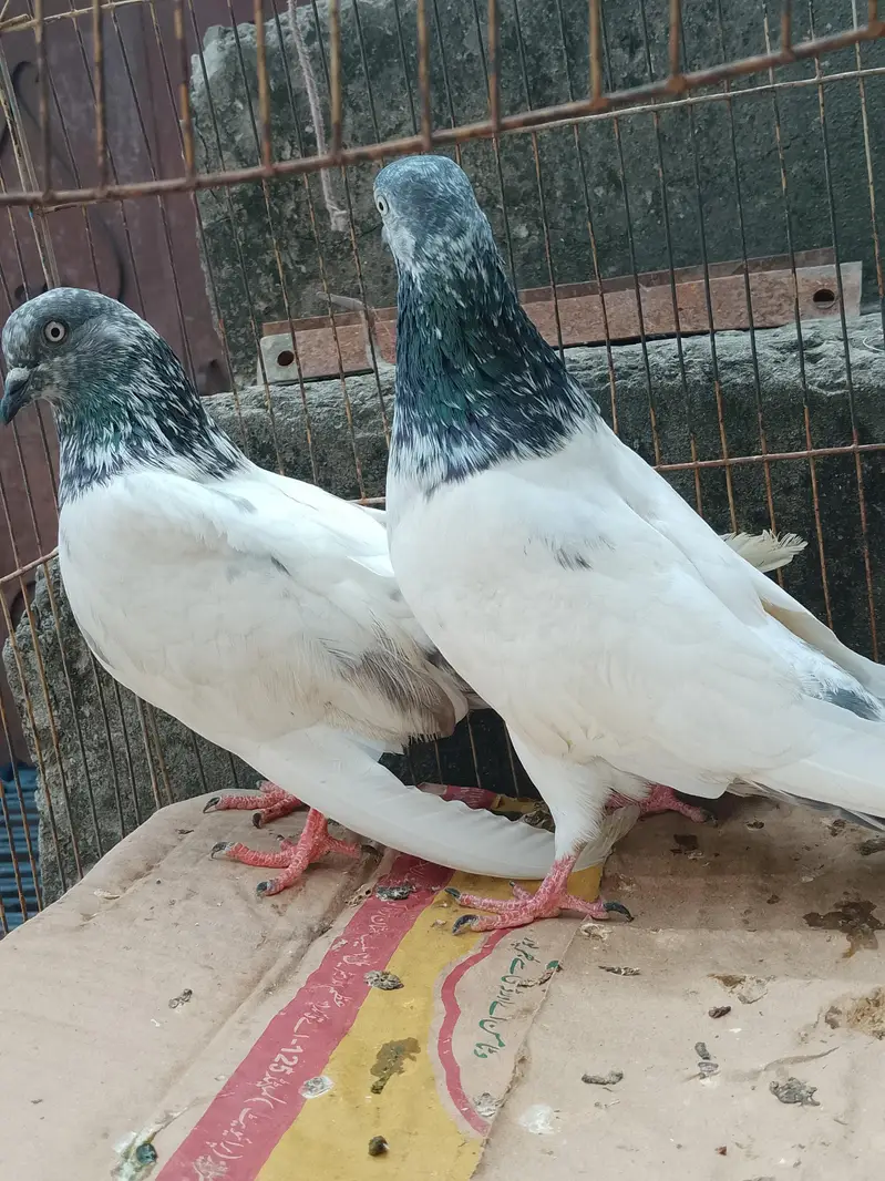Breeder pair — photo 6