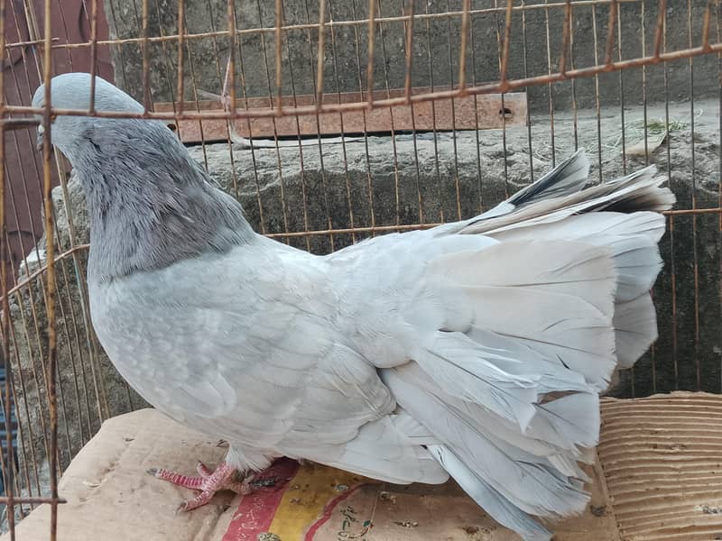 Breeder pair 7