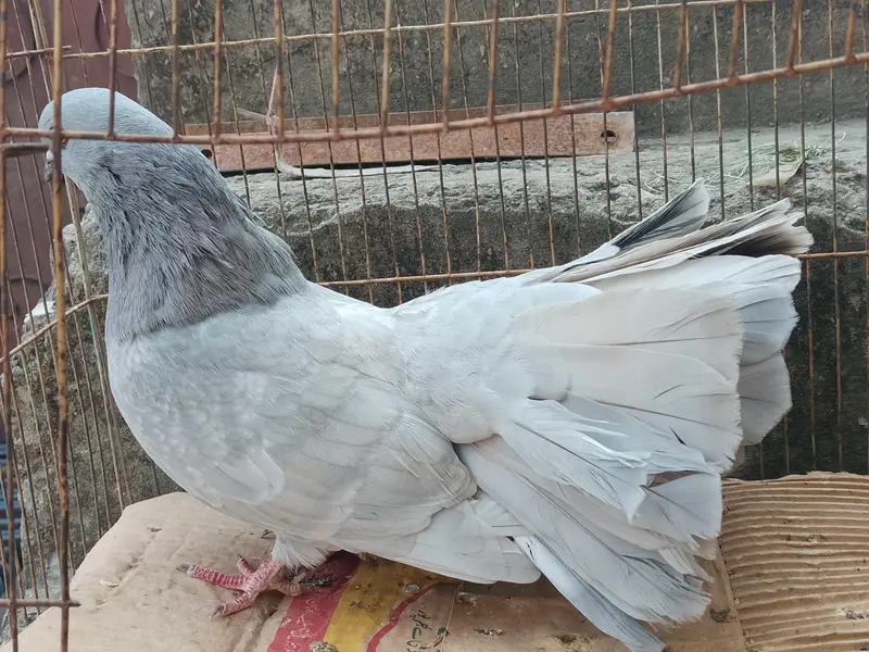 Breeder pair — photo 8