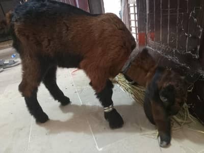 Bakra