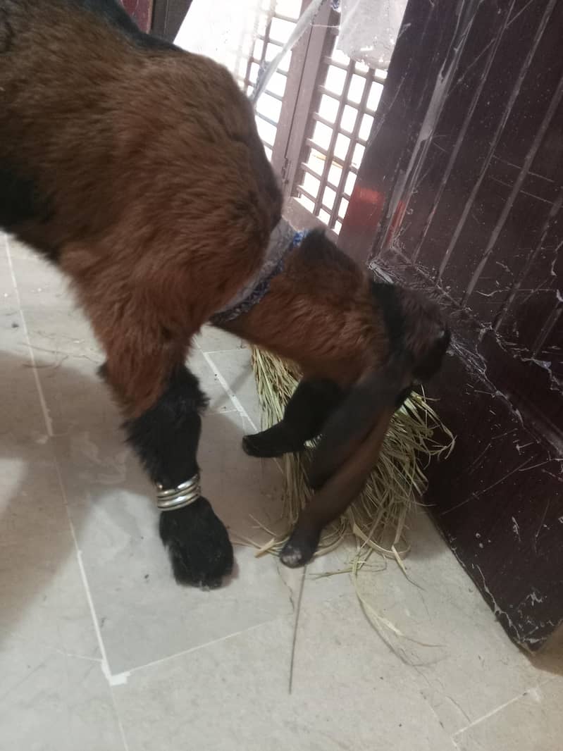 Bakra 1