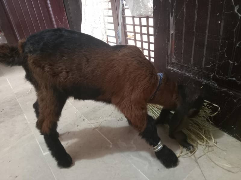 Bakra 2