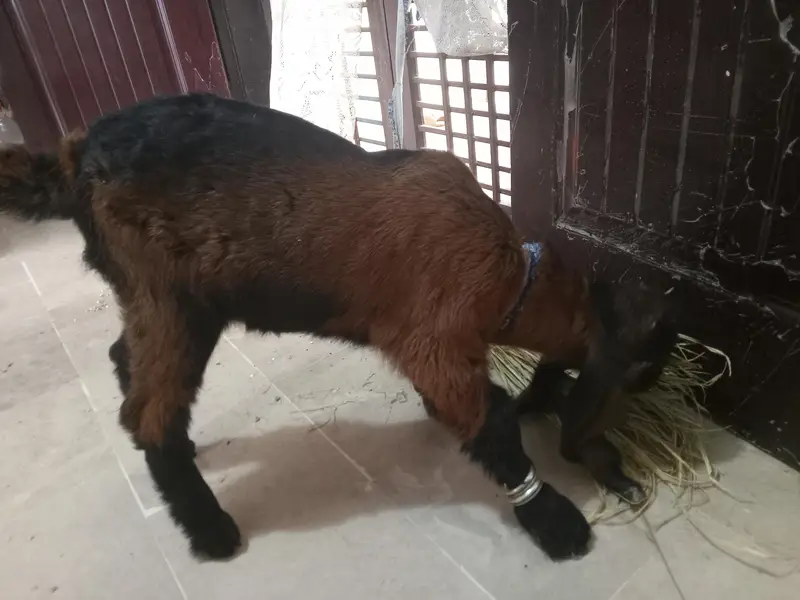Bakra — photo 3