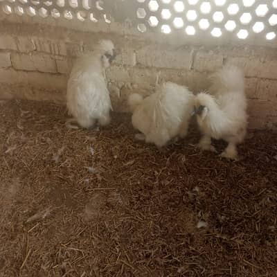 White Silky Male