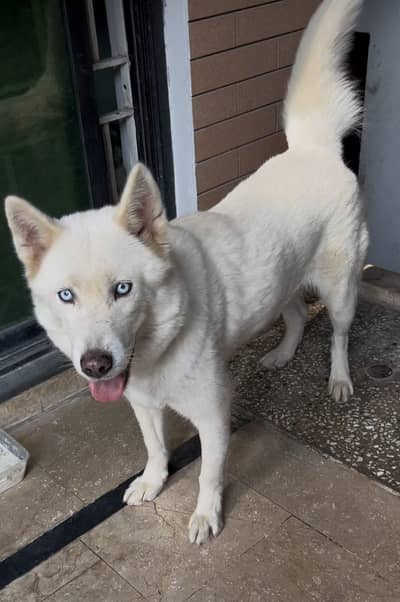 siberian husky white female blue eyes age 28 months 30 day mated