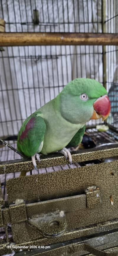 3 Years Female Indian Ringneck Parrot – Healthy & Pairing Ready
