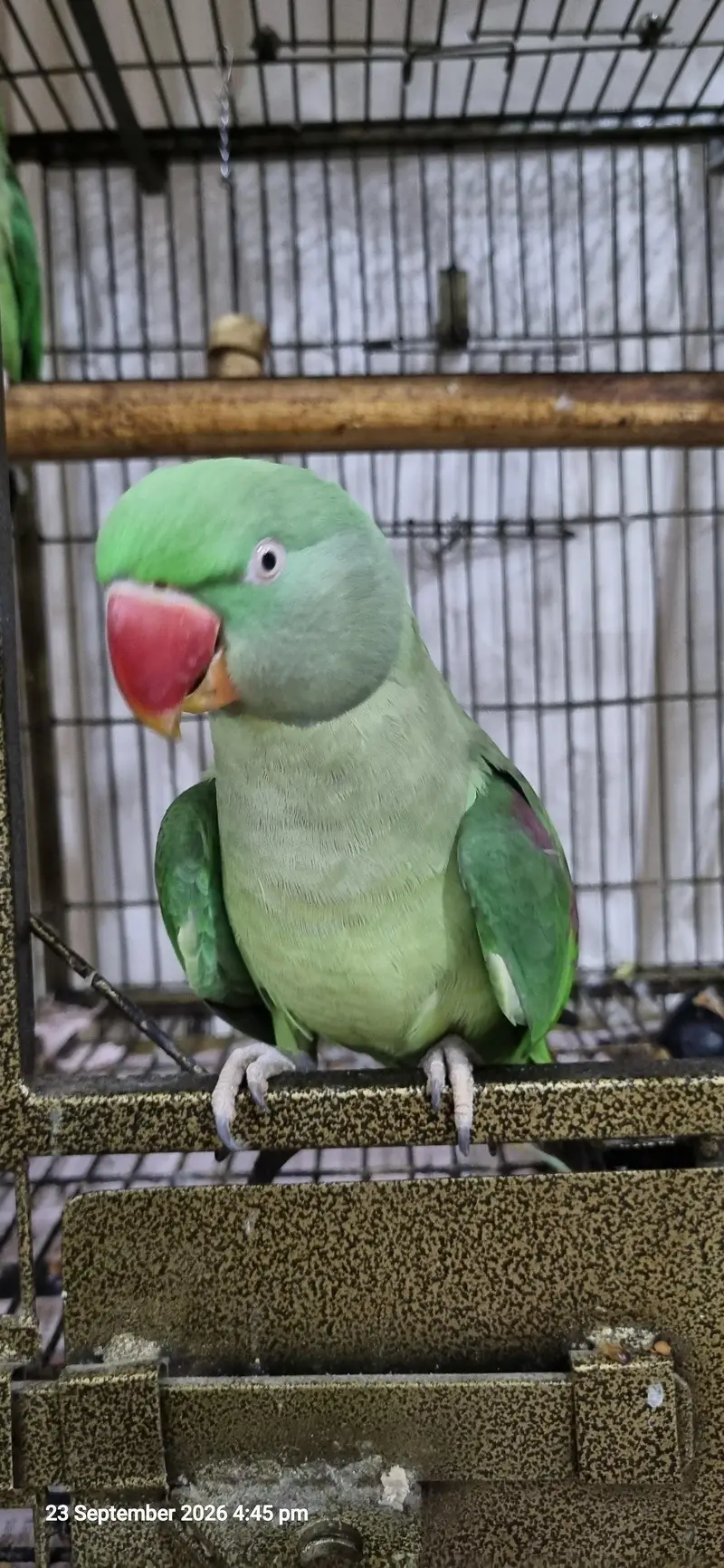 3 Years Female Indian Ringneck Parrot – Healthy & Pairing Ready — photo 2