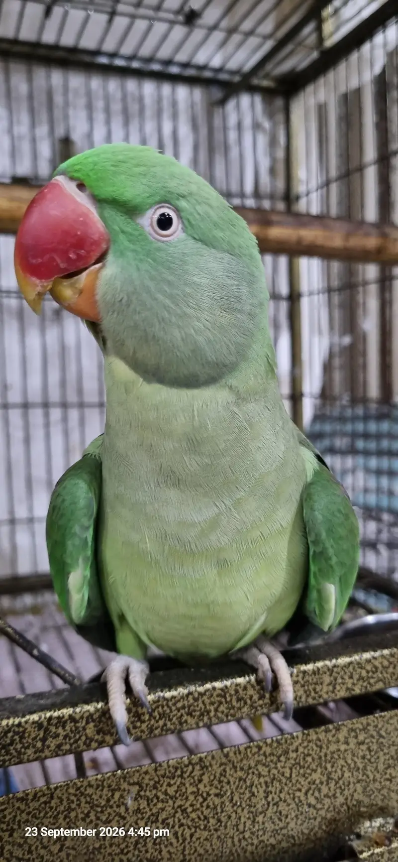 3 Years Female Indian Ringneck Parrot – Healthy & Pairing Ready — photo 3