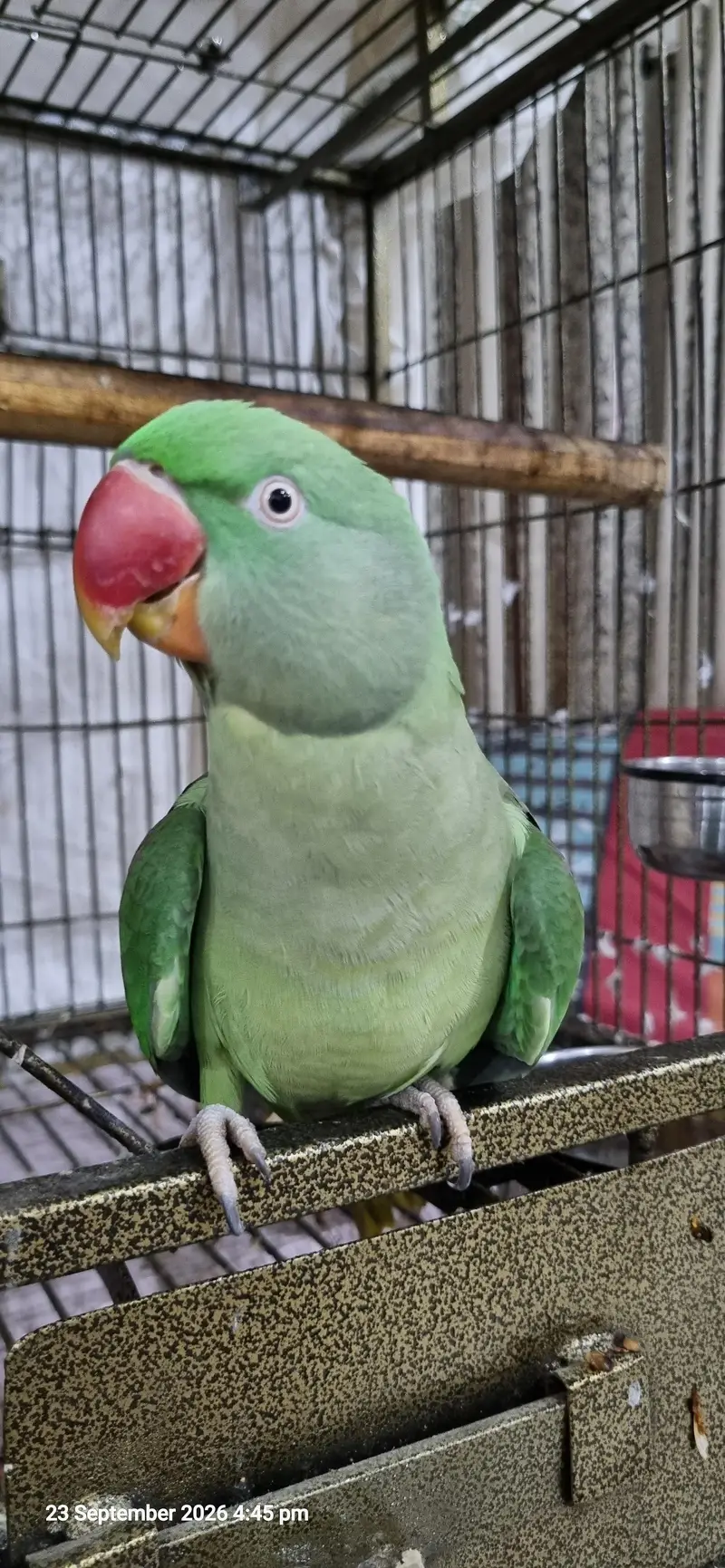 3 Years Female Indian Ringneck Parrot – Healthy & Pairing Ready — photo 4