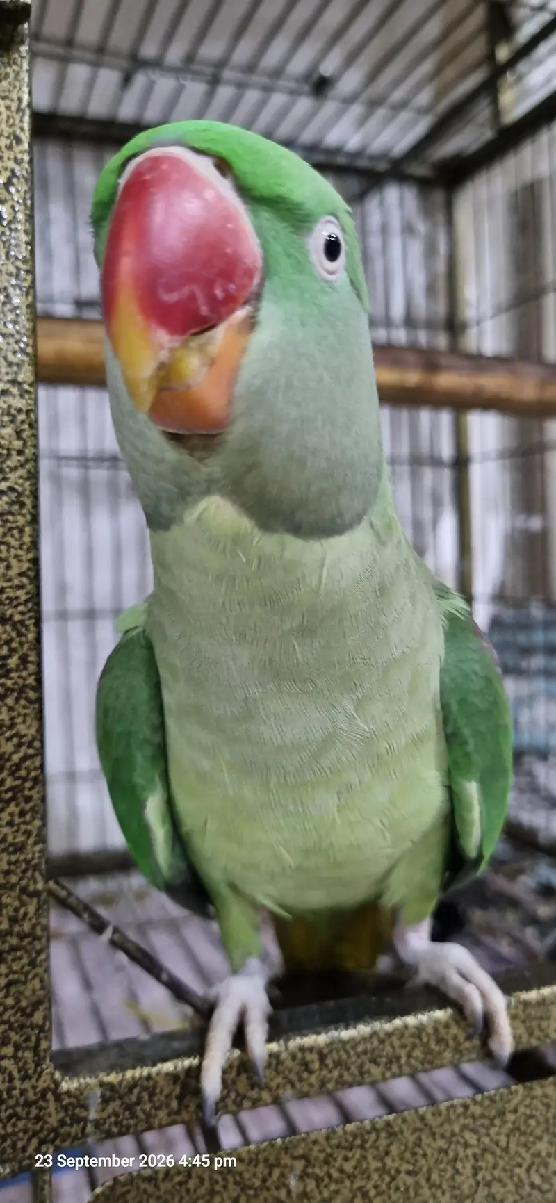 3 Years Female Indian Ringneck Parrot – Healthy & Pairing Ready — photo 5