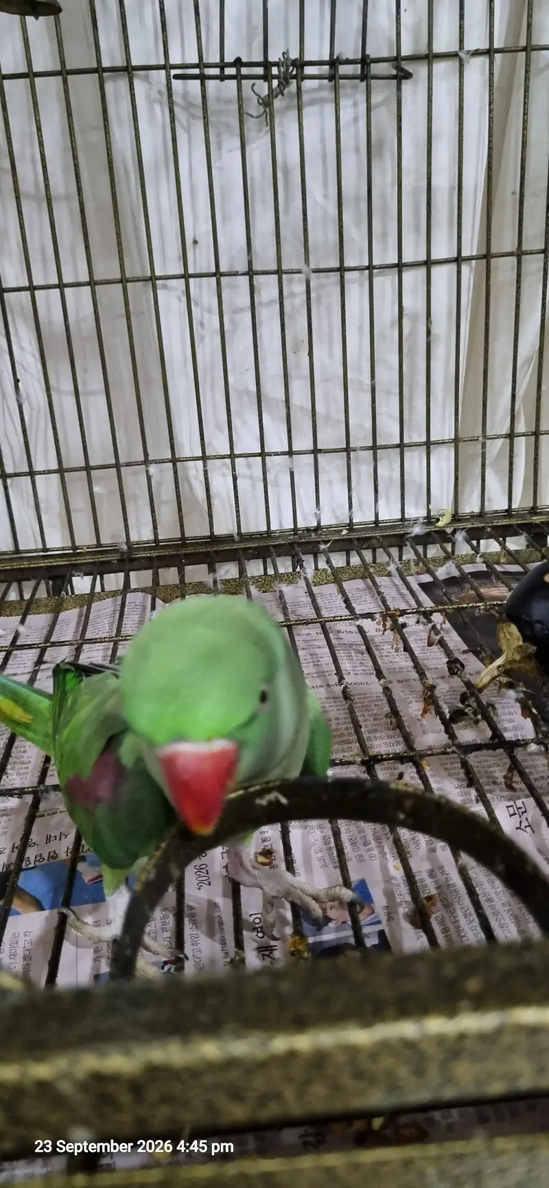 3 Years Female Indian Ringneck Parrot – Healthy & Pairing Ready — photo 6
