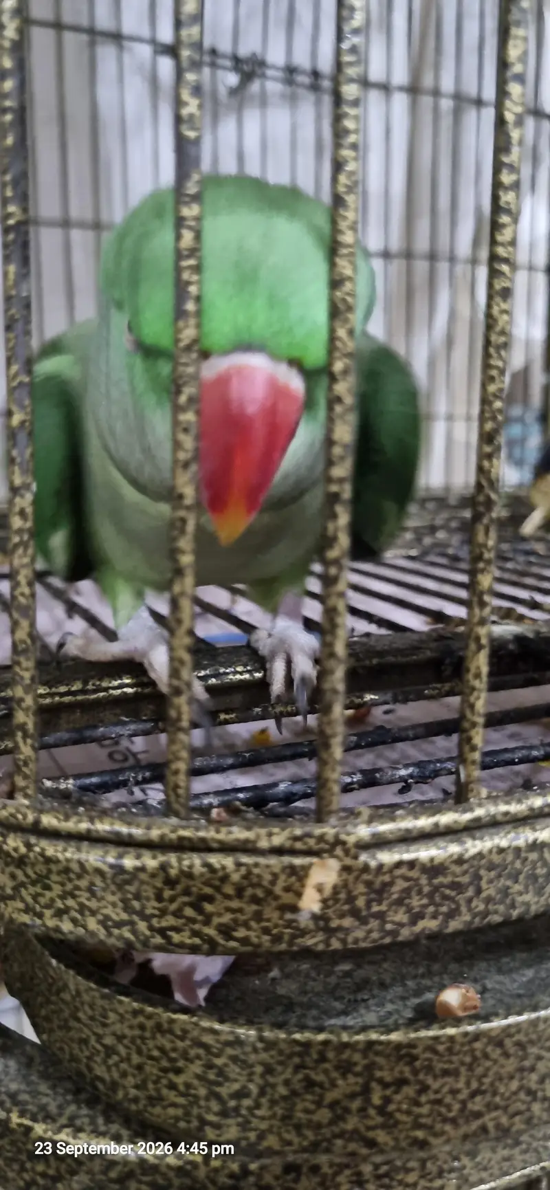 3 Years Female Indian Ringneck Parrot – Healthy & Pairing Ready — photo 7