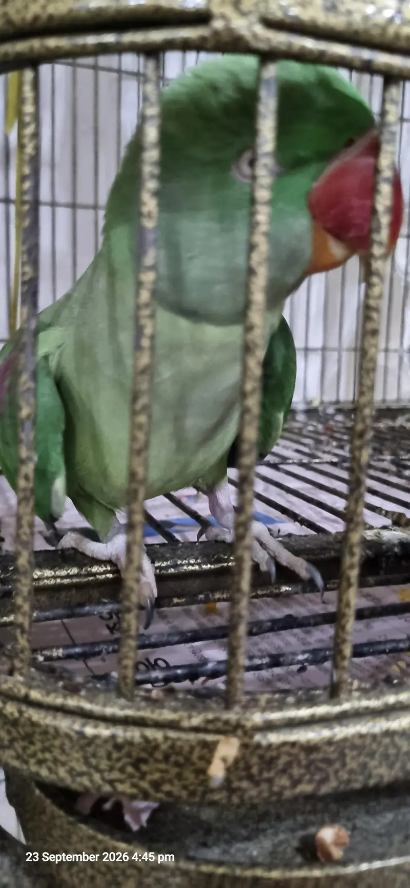 3 Years Female Indian Ringneck Parrot – Healthy & Pairing Ready — photo 8