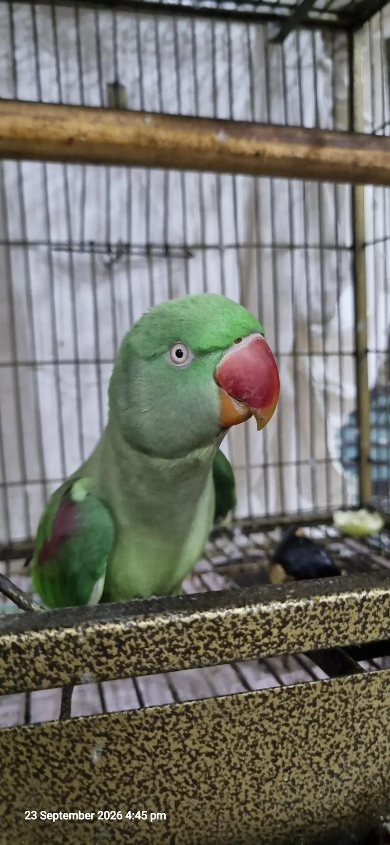 3 Years Female Indian Ringneck Parrot – Healthy & Pairing Ready — photo 9