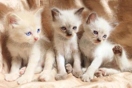 Blue eyes Himalayan s Persian kittens - 40 days