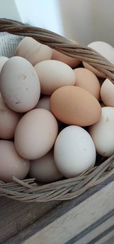 Desi Eggs 