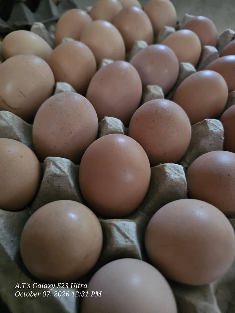 Desi Eggs  1