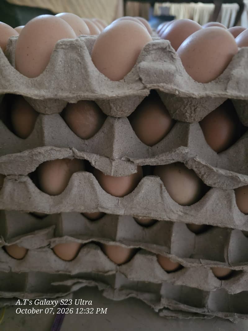 Desi Eggs  2