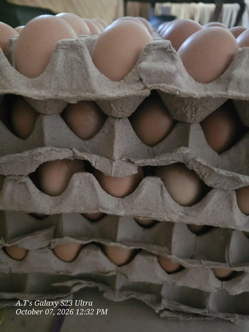 Desi Eggs  — photo 3
