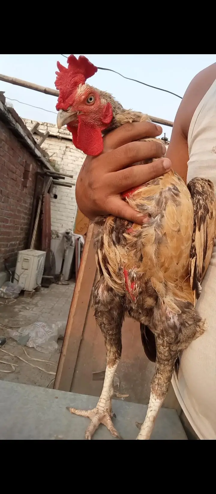 High Quality Aseel Bengum Male Young Healthy Active — photo 3