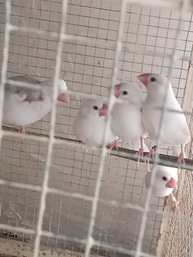 White Java and Fawn Java Patay for sale 0