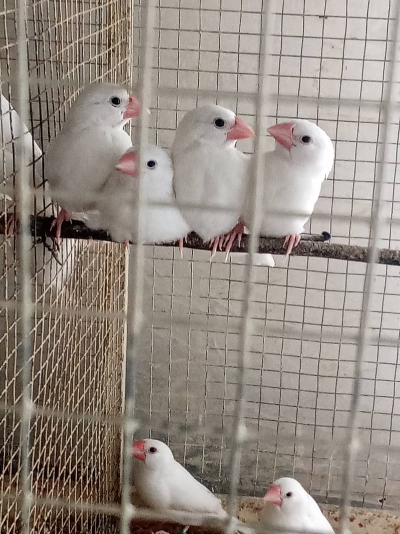 White Java and Fawn Java Patay for sale 2