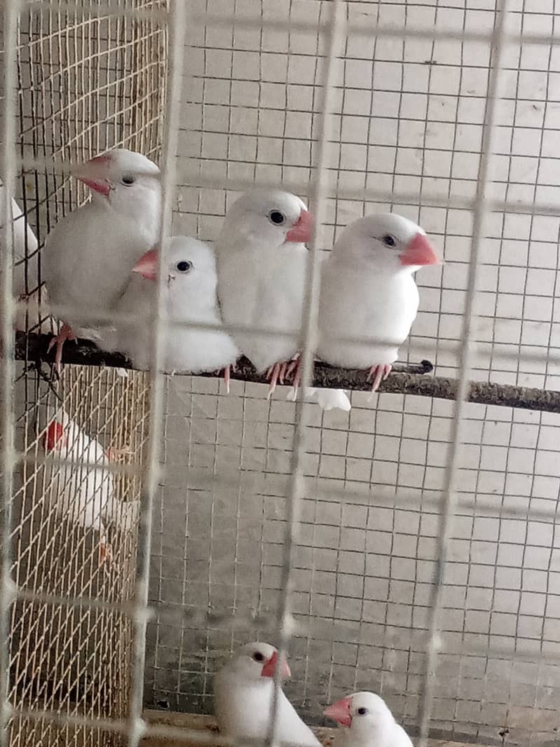 White Java and Fawn Java Patay for sale 3