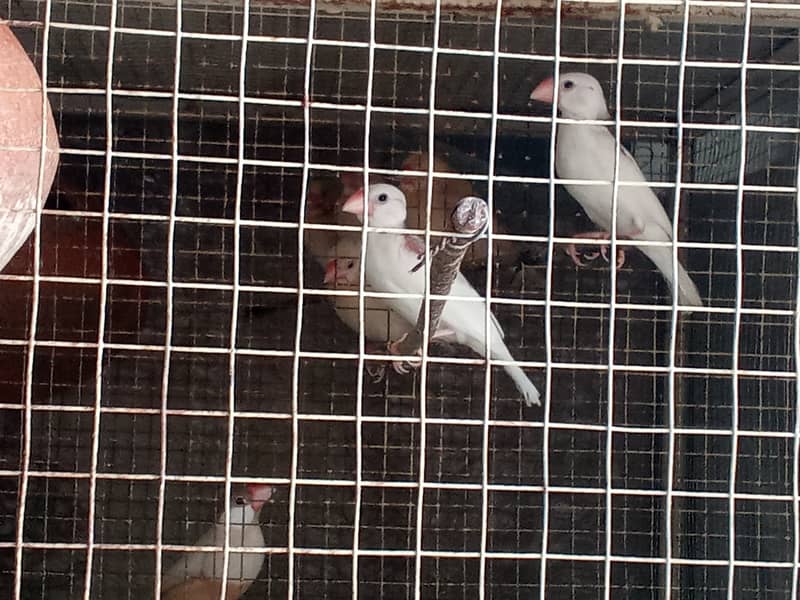 White Java and Fawn Java Patay for sale 4